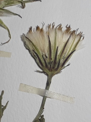 Hypochaeris pampasica