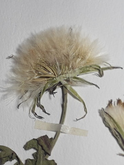 Hypochaeris pampasica