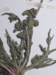 Hypochaeris pampasica