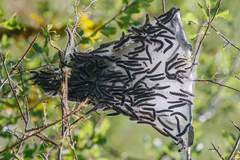 Eriogaster lanestris