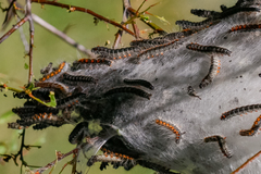 Eriogaster lanestris