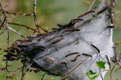 Eriogaster lanestris