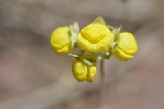 Calceolaria polifolia