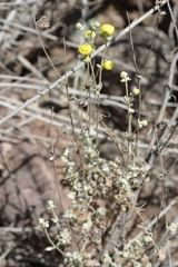 Calceolaria polifolia