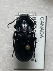 Pterostichus herculaneus