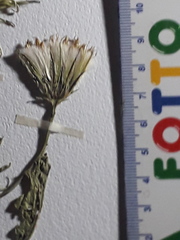 Hypochaeris pampasica