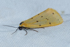 Setina irrorella