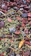 Euphorbia serpens