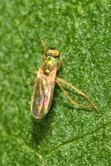 Chrysotimus