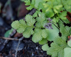 Cheilanthes capensis