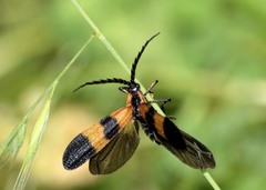 Calopteron reticulatum