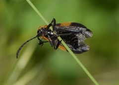 Calopteron reticulatum