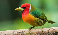 Red-Headed Barbet photo 2