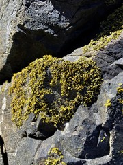 Polycauliona coralloides