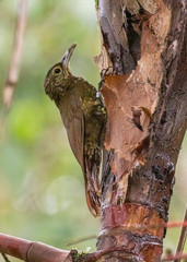 Spotted Woodcreeper photo 3