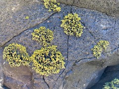 Polycauliona coralloides