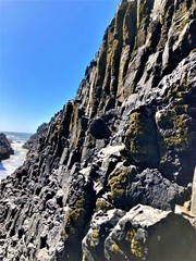 Polycauliona coralloides