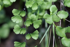 Adiantum jordanii image