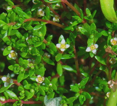 Crassula kirkii