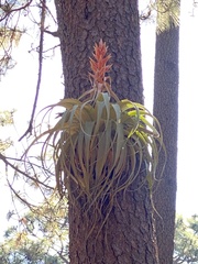 Tillandsia bourgaei