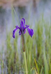 Iris laevigata