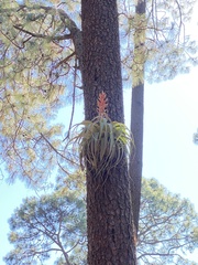 Tillandsia bourgaei