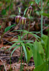 Fritillaria maximowiczii