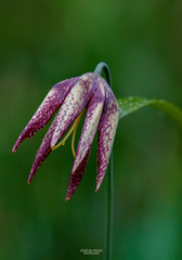 Fritillaria maximowiczii