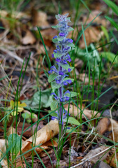 Ajuga multiflora