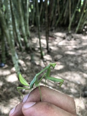 Stagmatoptera