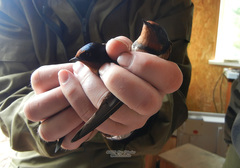 Hirundo rustica tytleri