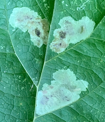 Calycomyza flavinotum