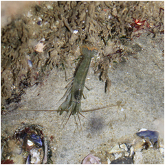 Betaeus longidactylus