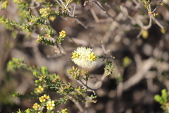 Kunzea ericifolia ericifolia