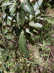 Quercus castanea
