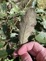 Quercus castanea