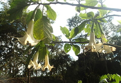 Brugmansia versicolor
