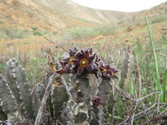 Apteranthes burchardii
