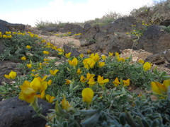 Lotus lancerottensis
