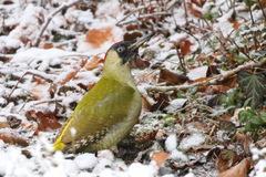 Picus viridis