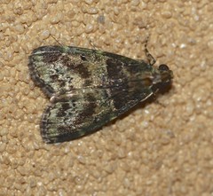Orthaga atribasalis