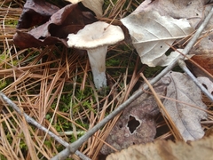Singerocybe