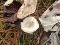 Singerocybe
