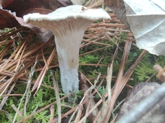 Singerocybe