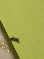 Chrysopidae