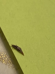 Chrysopidae