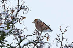 Coccothraustes coccothraustes
