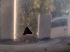 Eulepidotis