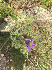 Dalea elegans