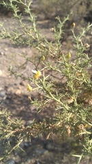 Adesmia confusa